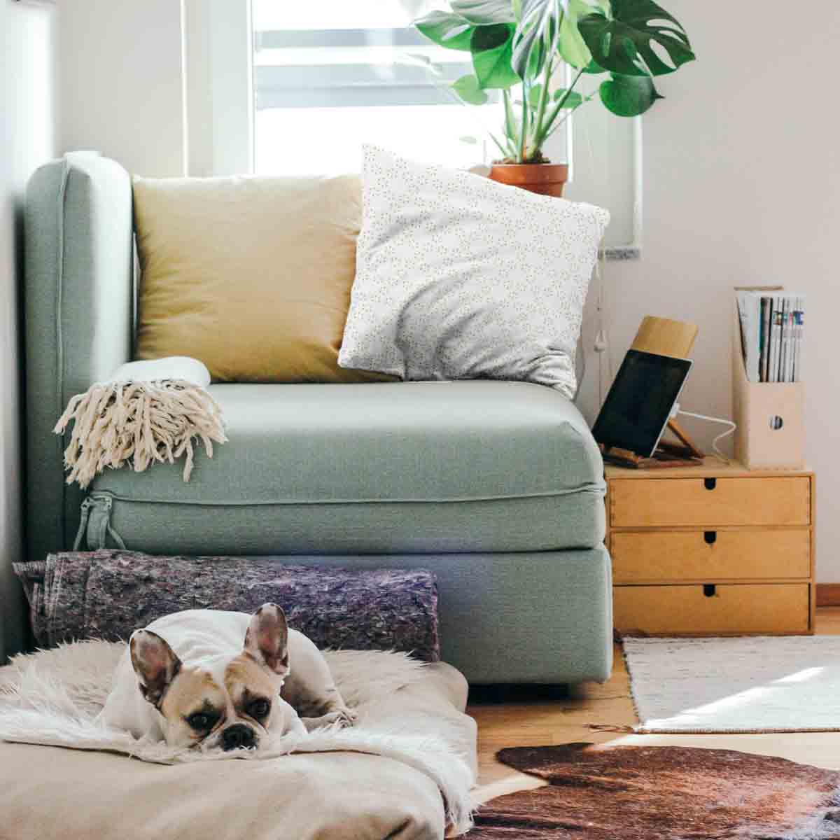 Coussin de santé pissenlits abstraits
